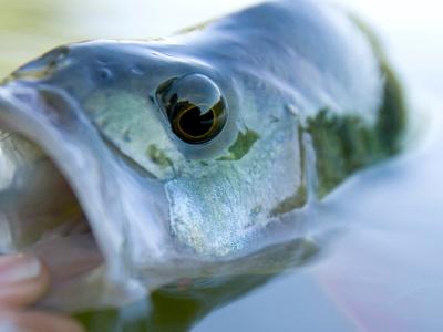 Daiwa Scandinavia coming soon